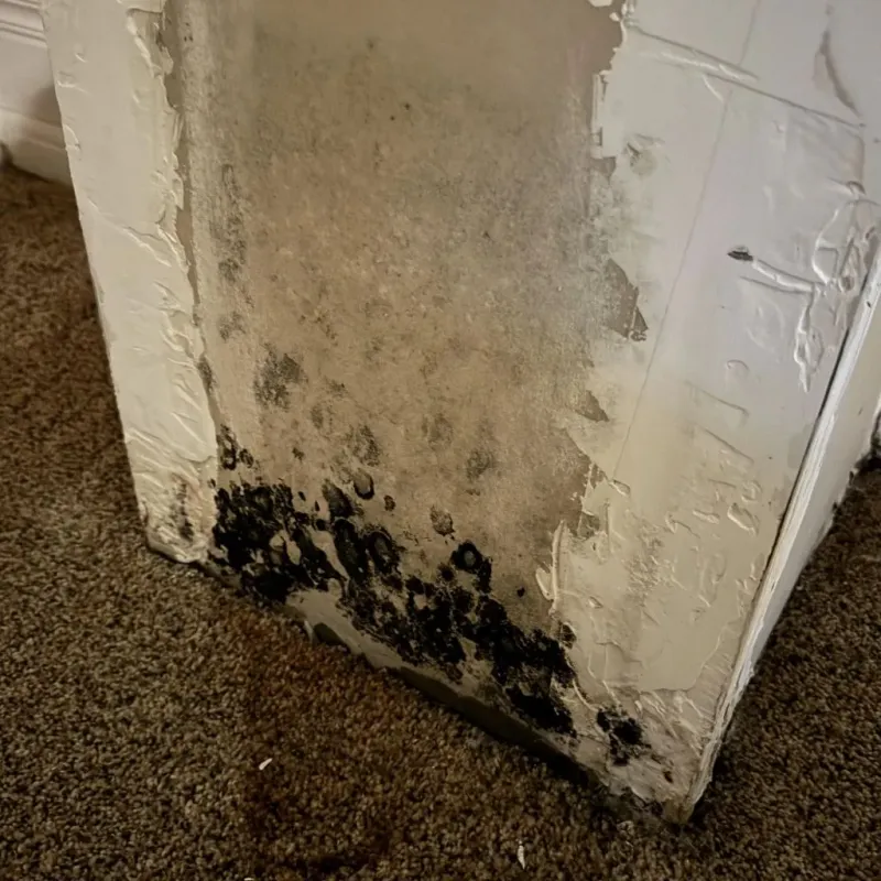 Professional Mold Removal in Pratt, KS